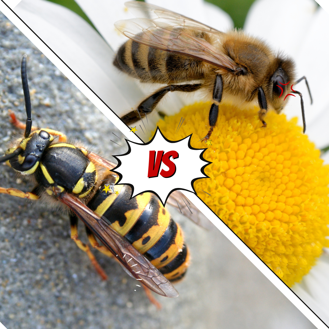 Bees vs Yellow Jackets