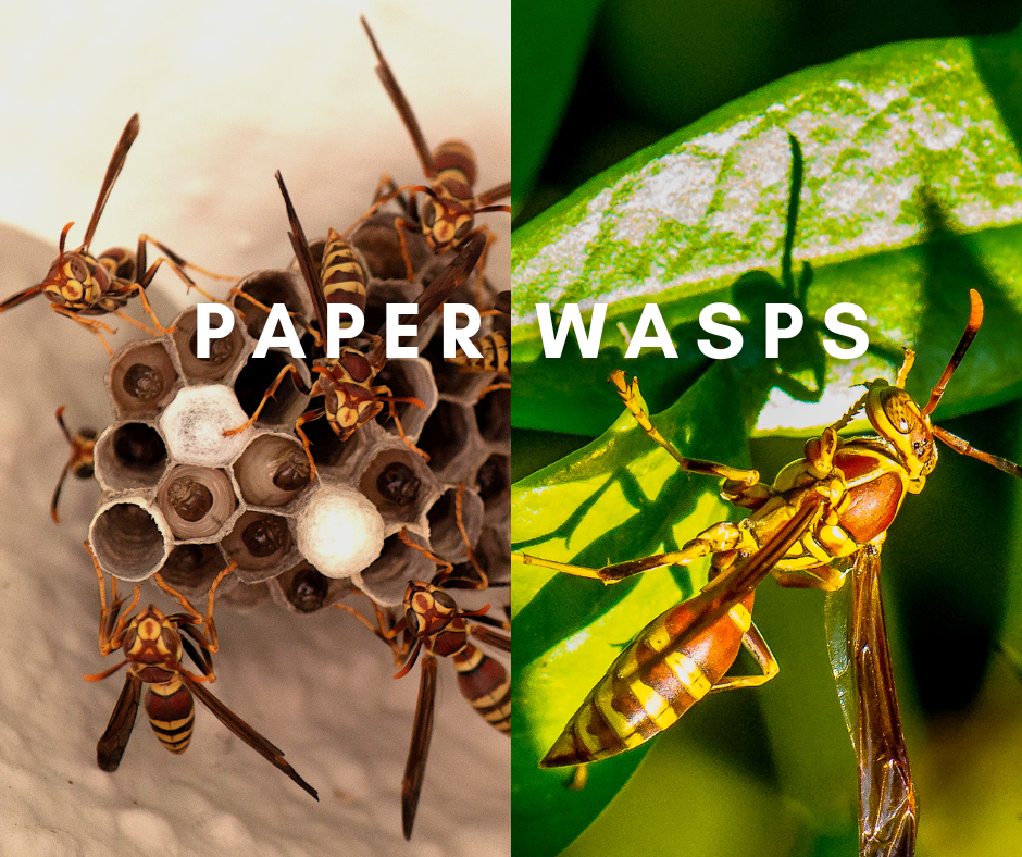 Paper Wasps